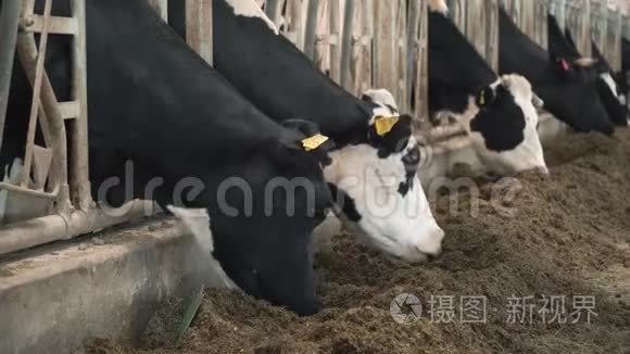 奶牛在牛奶场喂食视频