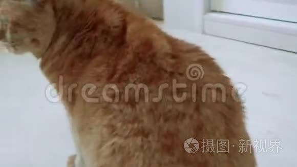 坐在地上的英国红猫。 围绕猫的摄像头