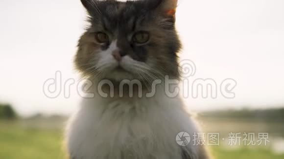 猫在河的两岸四处张望视频