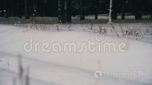 在雪日漫步在冬林的深雪中。 慢动作