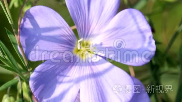 蓝色的花种亚麻视频