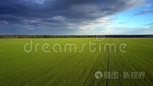 鸟眼飞过绿油油的麦田视频