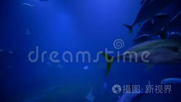 海洋动物园鱼类鲨鱼和黄貂鱼在蓝色的大型水族馆游泳