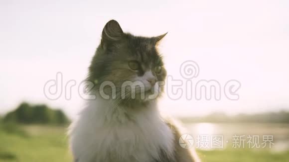 猫在河的两岸四处张望