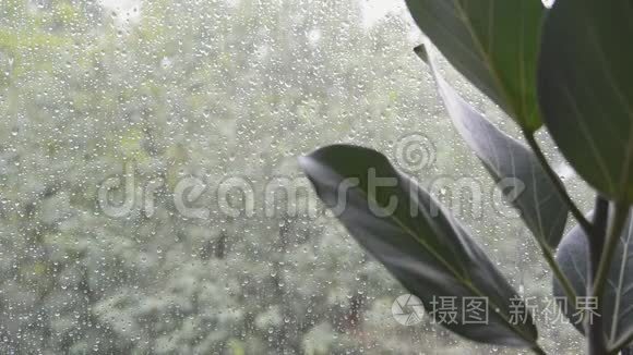 窗外阴雨天气恶劣的榕树叶片视频