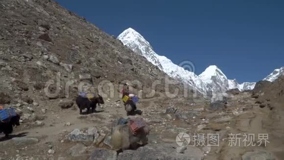 喜马拉雅山的爪哇牦牛视频