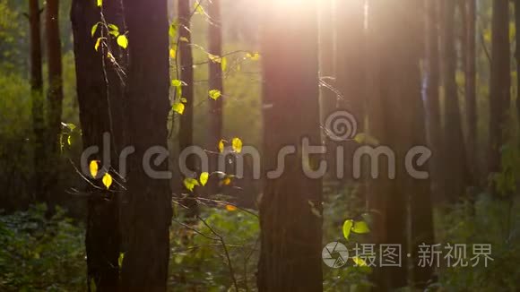 风浪阳光照亮树干上的亮叶视频