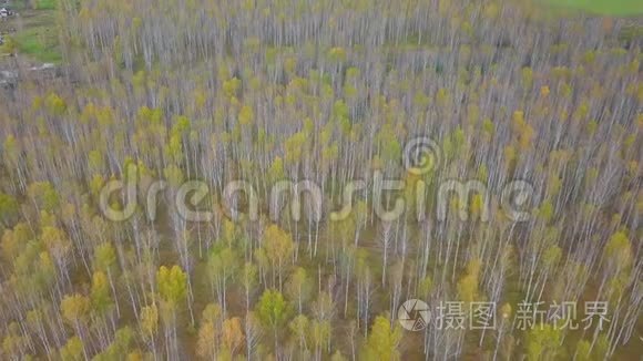 秋天的白桦林。 披风飞上七彩黄叶落叶落林.. 鸟瞰图