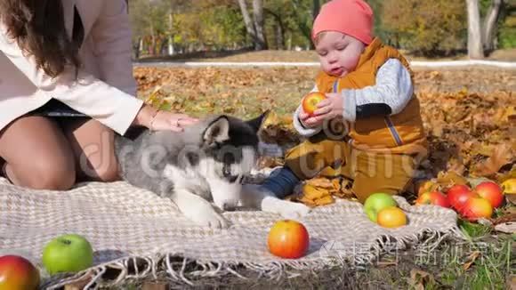 家庭野餐，小男孩在狗旁边的秋天公园咬苹果，妈妈在黄色背景下玩得很开心