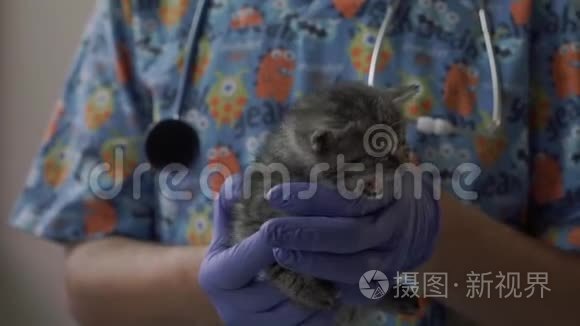 兽医把一只小猫抱在怀里