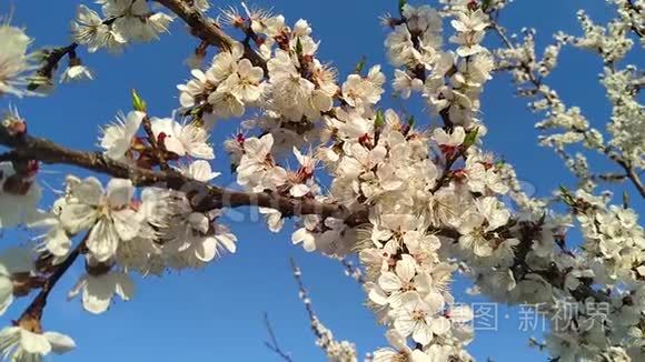 杏树枝上的花朵.