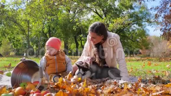 一个家庭周末，妈妈带着小孩和哈士奇狗坐在靠近水桶的地方，叶子旁边的秋天公园里放着苹果