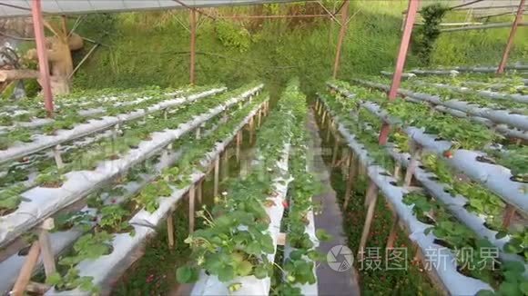 种植草莓的水培温室视频