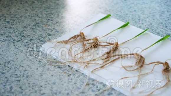 在植物遗传学实验室中进行了具有根系的幼芽的特写研究。 科学实验室