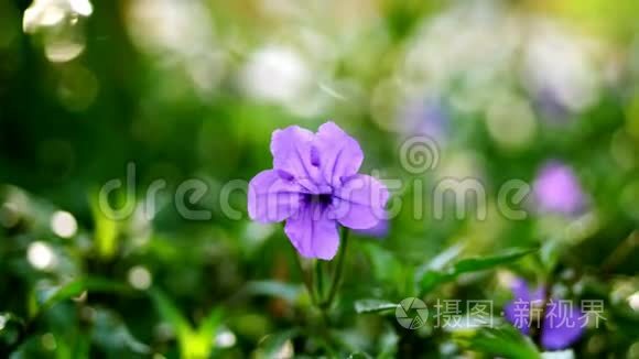在郁郁葱葱的绿色植物的背景下，特写美丽的紫色花朵