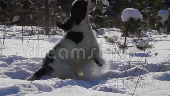 黑白在雪地上跳跃视频