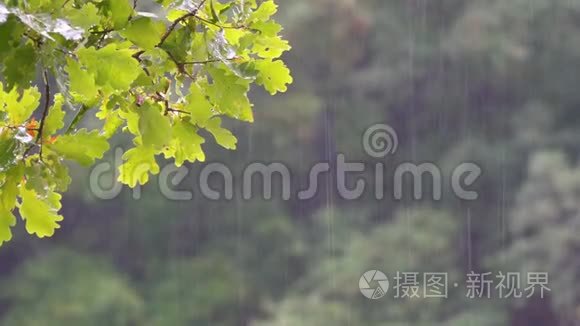 夏雨中的橡树枝视频