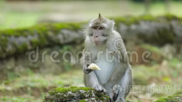 猴子在动物园吃香蕉