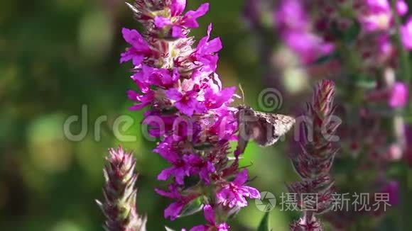 银蛾，Autogrica伽马，收集花蜜从一个紫色的松散的花在八月在苏格兰。