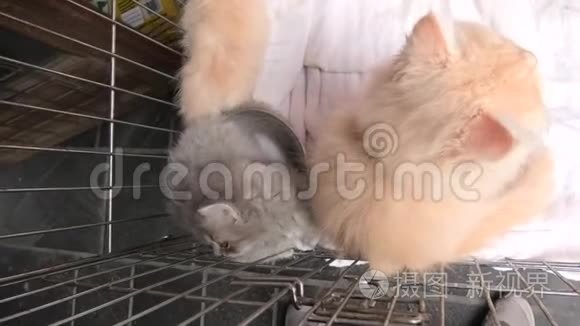 宠物店里的土耳其安哥拉猫视频