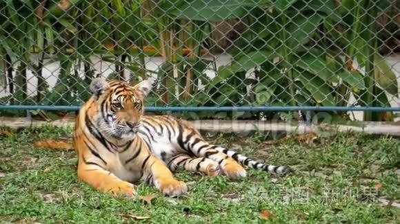 动物园里的老虎躺在草地上视频