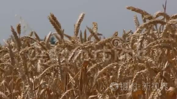 把麦田里的黄大麦植物视频