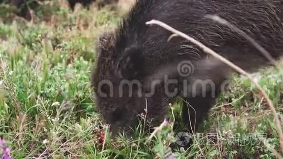 特写野猪或寻找食物的猪视频