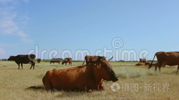 有趣的棕牛咀嚼动物视频