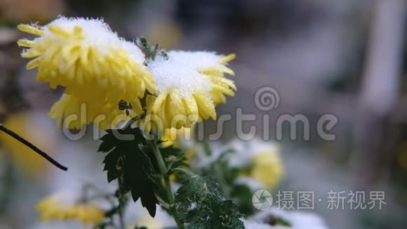 黄色的菊花，雪下有绿叶。 初雪，秋，春，初冬.. 慢动作