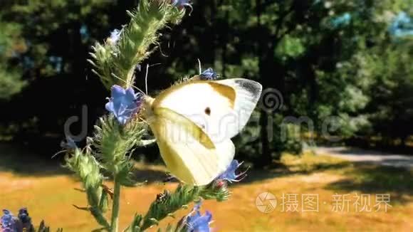 晴天花上的白蝶