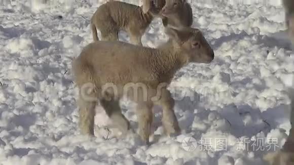 冬天的雪中羊