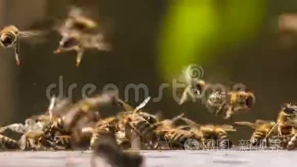 蜜蜂从表面收集蜂蜜视频
