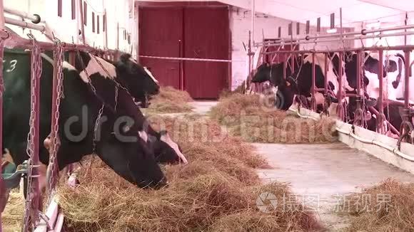 在农场饲养奶牛和公牛视频