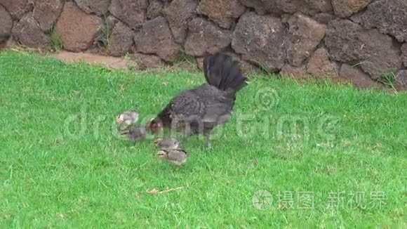 夏威夷的野鸡和鸡视频