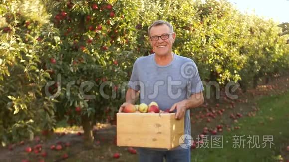 丰收节。一个农夫在他的花园里，把苹果放在木箱里。那人正在工作，骄傲地微笑着