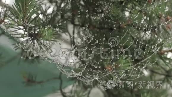 蜘蛛网上的露水视频