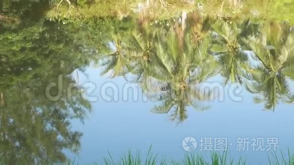 反思椰子树的水视频