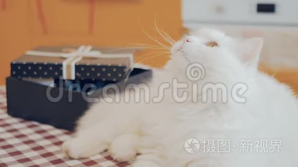 毛茸茸的猫的肖像