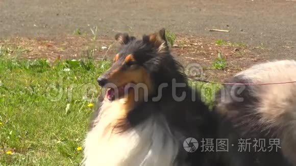 科利犬的品种