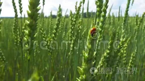 绿野和瓢虫在风中摇曳