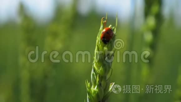 田间绿色移动的茎上的大型瓢虫视频