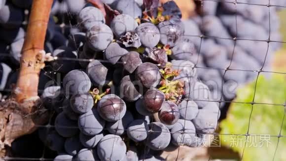成熟的葡萄酒葡萄。