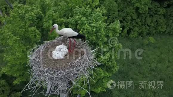 野生鸟窝中鹳鸟的空中特写视频