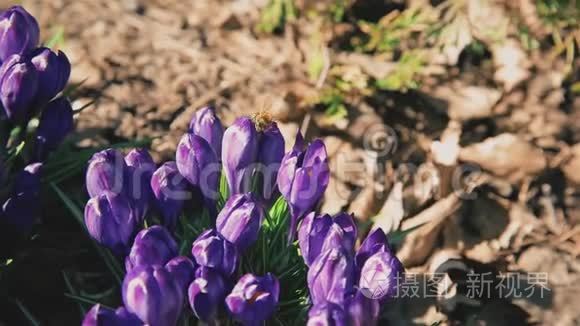 蜜蜂从林间空地上盛开的蓝鳄鱼花中采集花蜜