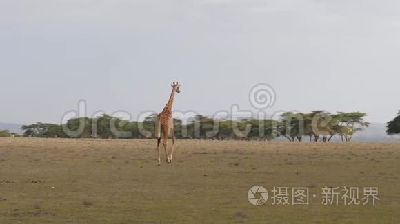 非洲长颈鹿在炎热的草原上到相思树的远处