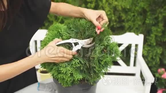 女童专科植物园实施复壮植物复壮程序