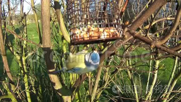 一只蓝雀在家庭花园里觅食视频