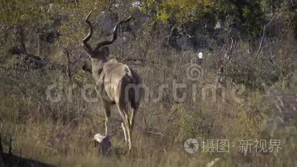 一头公牛Kudu走开了