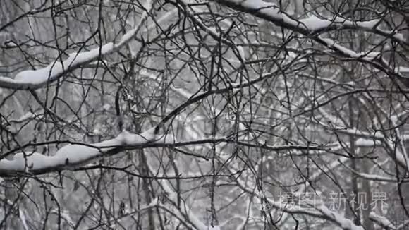 在桦树和白杨林下雪。 大雪纷飞. 树木背景上美丽的降雪..