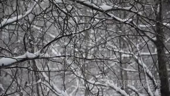 在桦树和白杨林下雪。 大雪纷飞. 树木背景上美丽的降雪..